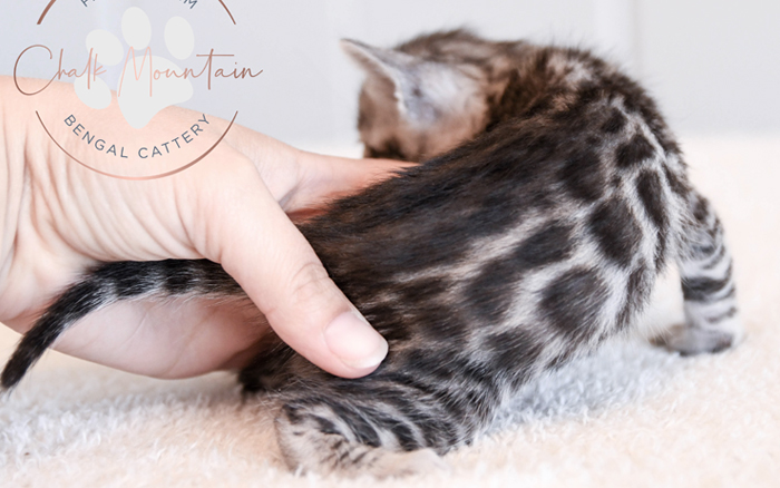 Bengal kitten for sale